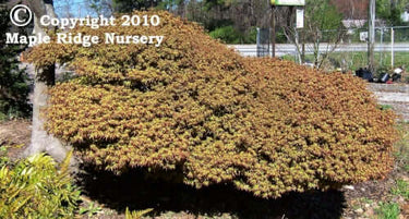 Acer palmatum 'Kiyohime' Compact Dwarf Japanese Maple